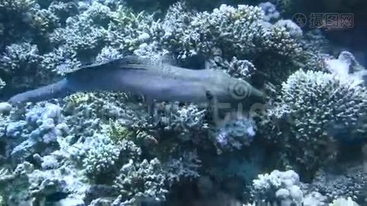 巨型海鳗缓慢活动探索其领地视频