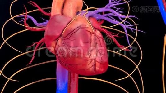 人类心脏跳动视频