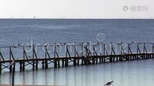 码头栏杆上休息海鸥，一艘船系泊..视频