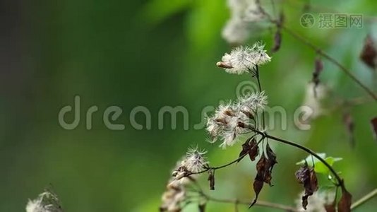 野生蒲公英随风摇动视频