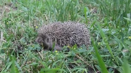 欧洲刺猬埃里纳西斯欧罗巴在花园里觅食。视频