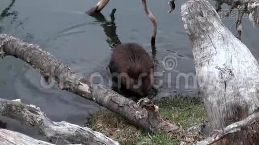 海狸在乌斯怀亚干旱的原木和树木的背景下在水坝里吃东西。视频