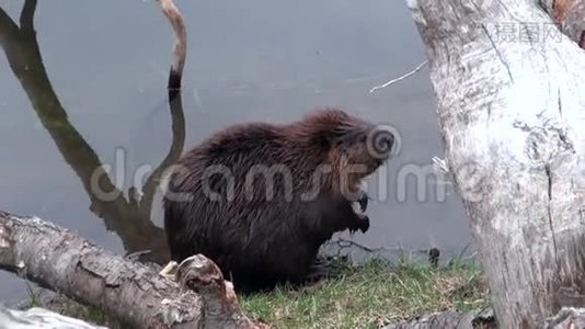 海狸在乌斯怀亚干旱的原木和树木的背景下在水坝里吃东西。视频