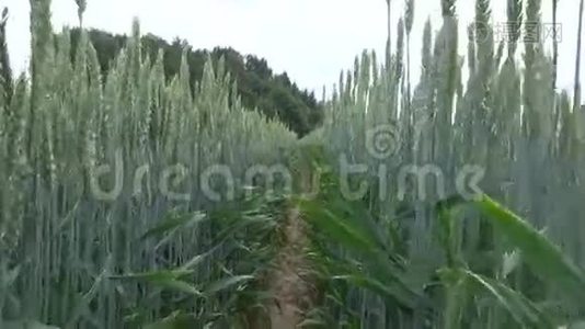 在夏天散步，年轻的麦田和风在植物中视频