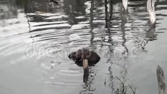 海狸在乌斯怀亚干旱的原木和树木的背景下在水坝里吃东西。视频