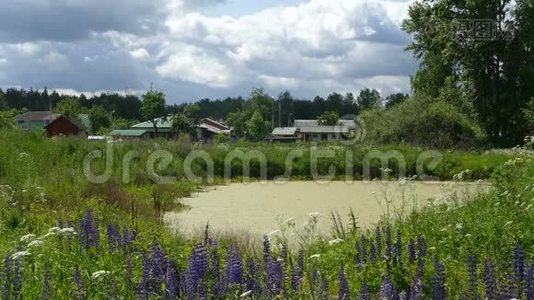 夏季有鲜花和沼泽的乡村景观视频