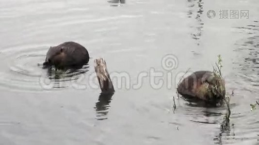 海狸在乌斯怀亚干旱的原木和树木的背景下在水坝里吃东西。视频