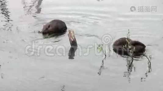 海狸在乌斯怀亚干旱的原木和树木的背景下在水坝里吃东西。视频