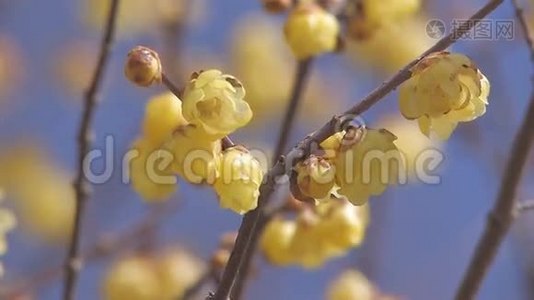 日本崎岖县长垣的冬花视频