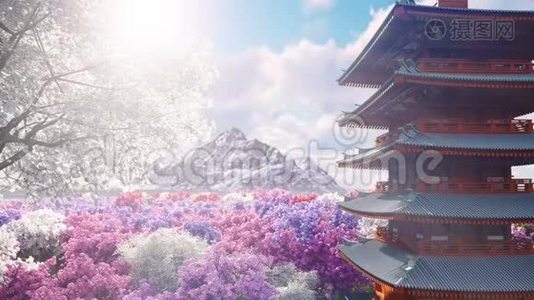 一株樱花在山岳、日本寺庙和花田的背景下春天绽放。 旅行和冒险视频