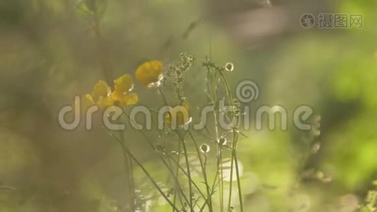 野花和植物。 野花。 田野上五颜六色的花。 野草和野花之间的野花近在咫尺视频