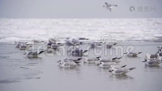 海鸥慢悠悠地坐在冰封的海面上视频