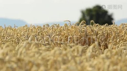 成熟小麦的田地视频