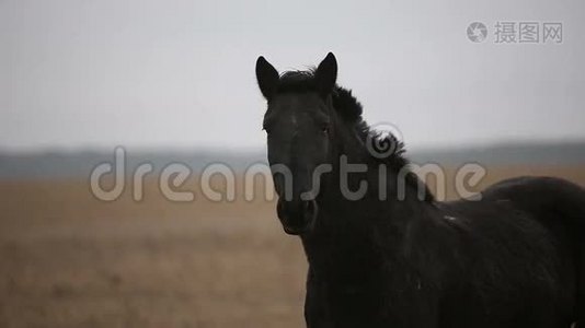 孤独的受伤黑马在秋天的田野视频