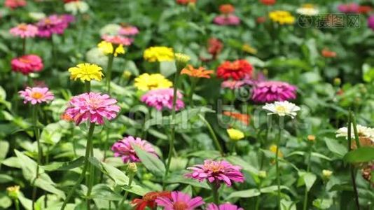 Zinnia Lilliput振动花园花卉高清晰度页视频