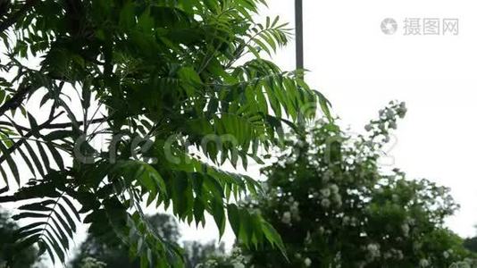 观赏花园树大叶滴雨滴视频