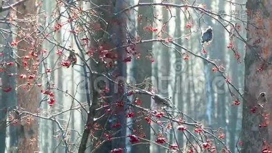 鸟（波西米亚蜡翅）在霜冻上吃杨梅视频