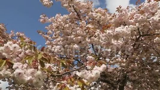 日本樱花和蜜蜂视频