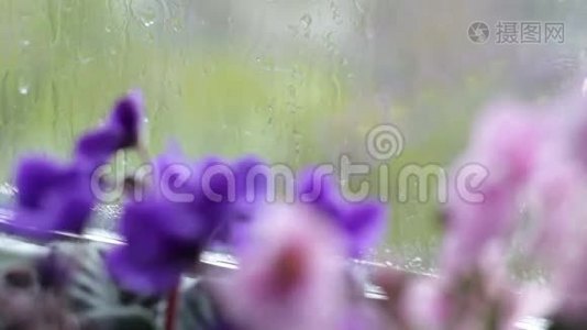 雨滴沿着窗户上的玻璃流下来。 窗台上开着粉红色和紫色的美丽花朵视频