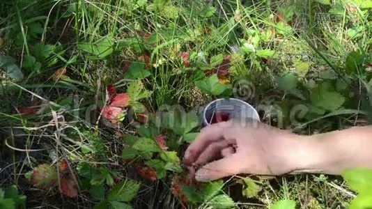 手野莓杯挑.视频