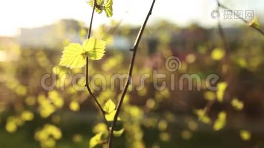 鲜艳的桦树绿叶.视频