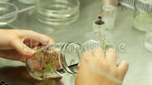 与农业植物进行生物实验室工作视频