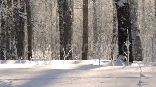 冬天的大雪。 美丽的冬季景观，白雪覆盖的树木。视频