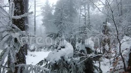 在森林里。 白雪覆盖的树木。 白冬电影视频