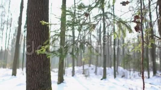 白雪森林，圣诞树，多莉视频