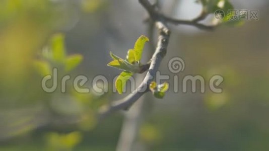 年轻清新的春叶在风中颤抖。 薄树枝，自然背景上有新鲜的绿叶。 阳光明媚视频