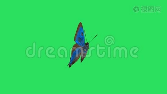 动画彩色蝴蝶在绿色背景上。视频