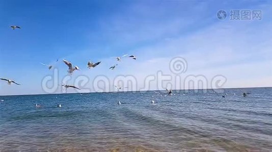 一群海鸥在海滩上。 海鸥飞翔，在海里游泳视频