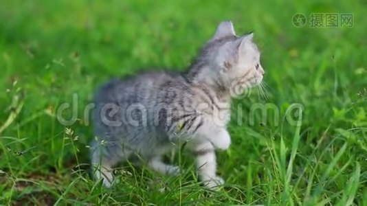 小玩灰猫在草地上玩耍和奔跑视频