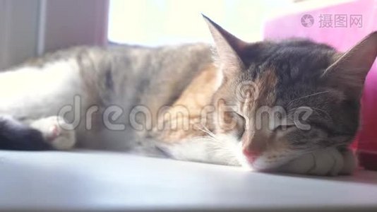 猫宠物条纹三色睡眠概念。 猫睡在窗台上，生活方式阳光和窗户视频