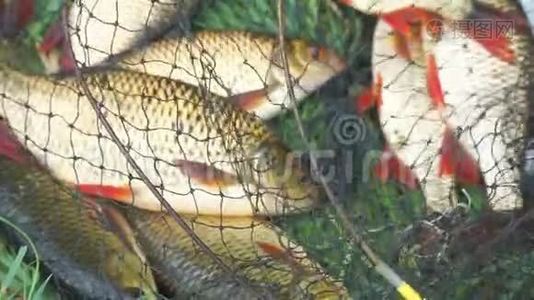 在青草上的渔笼里钓到鱼。视频