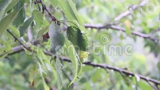 雨点落在绿叶上.视频