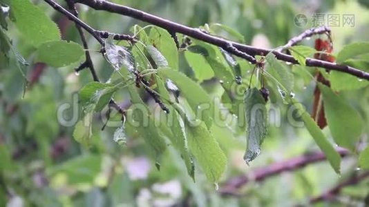 雨点落在绿叶上.视频