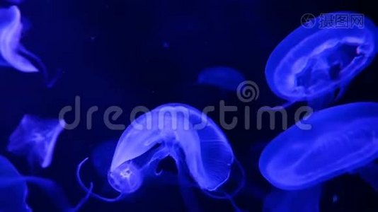 4K. 一组荧光水母在水族馆游泳池游泳。 透明水母水下镜头发光的美杜莎移动视频