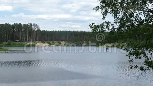 俄罗斯夏季的池塘森林视频