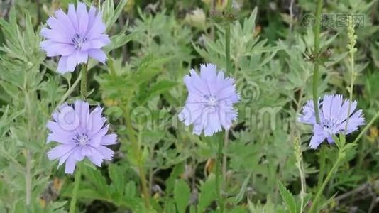 风中的蓝色菊苣野花视频