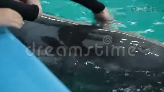 海豚在游泳池的清澈的蓝色水中游泳特写镜头视频