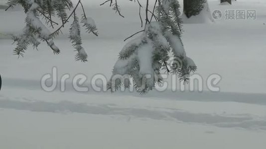 白雪覆盖的树视频