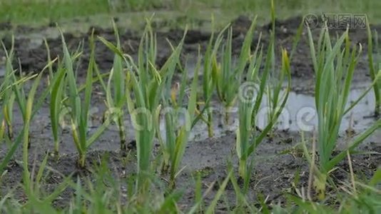 养床灌溉花园蔬菜视频