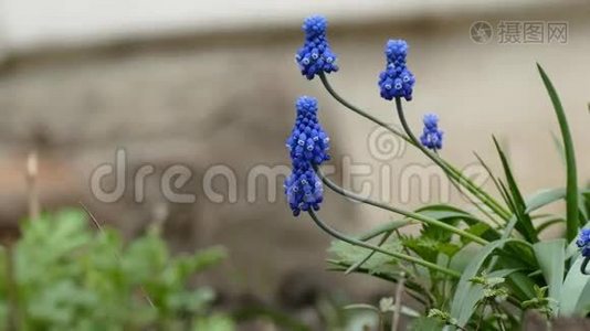 蓝铃状的多叶植物花朵紧密地结合在一起绽放视频