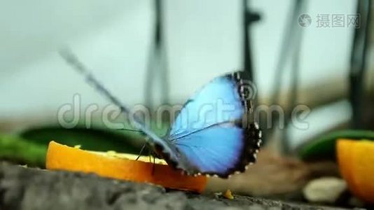 蝴蝶在吃东西视频