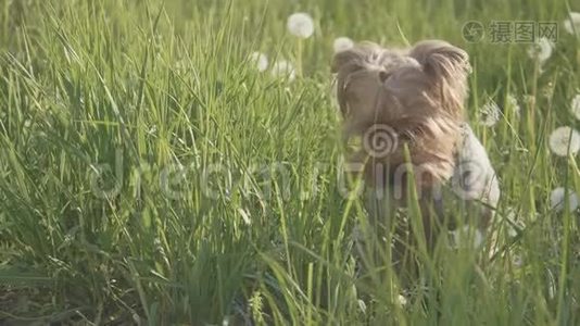 狗约克郡猎犬在草地上散步，嗅着蒲公英的慢动作视频。 慢视频生活方式狗视频