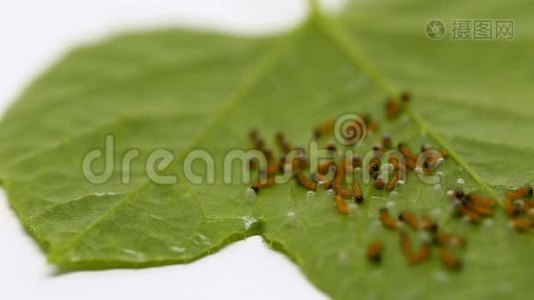 豹纹蝴蝶的毛虫从鸡蛋里爬出来吃鸡蛋视频