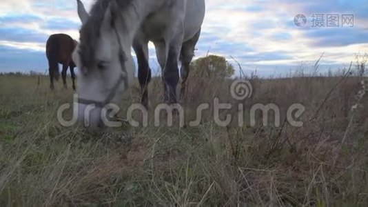 秋天草地上的马视频