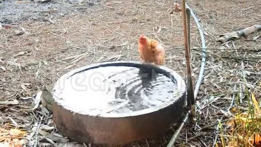 鸡饮水从水泥罐.视频