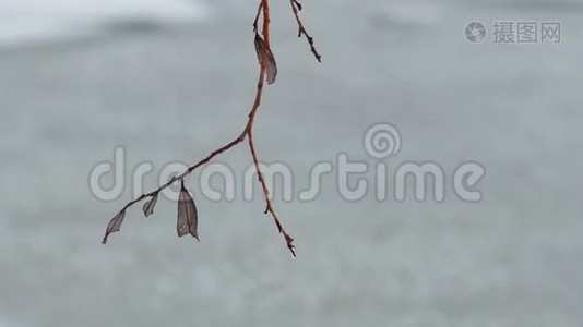 雪冬干燥的孤树枝视频